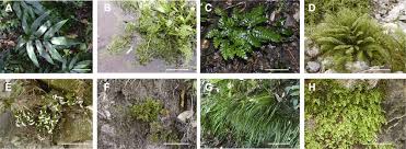 Image result for Pteridaceae