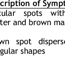 Image result for Porphyrostemma chevalieri