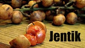 Check spelling or type a new query. Jentik Review Baccaurea Polyneura Weird Fruit Explorer Ep 143 Youtube