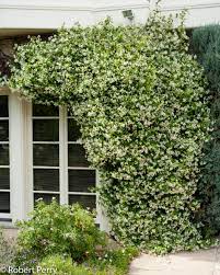 Is jasmine a creeper or climber? Star Jasmine Inland Valley Garden Planner