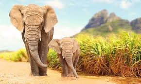 Discover and share the most famous quotes from the book water for elephants. 50 Elephant Quotes To Celebrate Animals Nature 2021