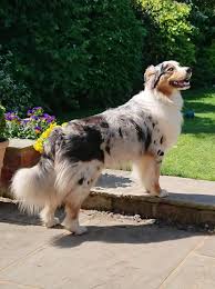 Australian Shepherd Blue Merle With Full Tail Australian Shepherd Dogs Aussie Dogs