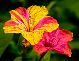 Maybe you would like to learn more about one of these? 20 Minutes With My Four O Clocks I See Beauty All Around