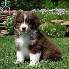 The australian shepherd is an intelligent dog who loves to play & has a thick and slightly wavy coat. Australian Shepherd Puppies For Sale Greenfield Puppies Australian Shepherd Puppies Australian Shepherd Dogs Australian Shepherd