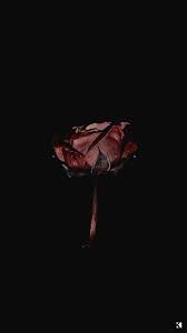 Check spelling or type a new query. Dark Roses Aesthetic Wallpapers On Wallpaperdog