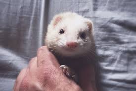 88 Nume Unice De Ferret Pentru Noul Dvs Animal De Companie