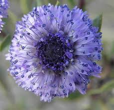 In offerta su amazon a: Pin Di Marilena Di Rocco Su Foto Fiori Nel 2020 Fiori Insoliti Fiori Esotici Fiori Viola