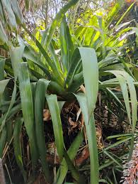 Image result for Agavaceae