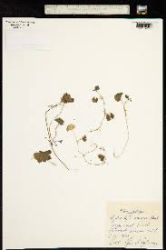 Image result for Hydrocotyle mannii