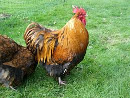Subscribe to envato elements for unlimited this stock photo is 5000px by 4074px. Gorgeous Gold Laced Orpingtons We Are A Small Hobby Chicken Breeder Based In The Quiet Village Of Tatsfield On The Surrey Kent Border Just 10 Minutes From Junction 5 And 6 Of