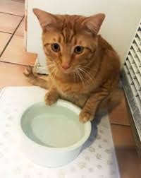 Austin cat sitters, llc 1920 e riverside drive suite a120, #343 austin, texas (tx) 78741 Reigning Cats Dogs Pet Sitting Service Llc