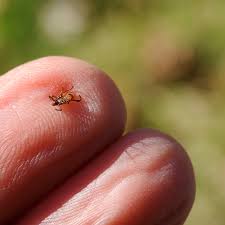 Highlight your selected tick symbol 2. Gardeners Take Heed It S A Tick Y Year The New York Times