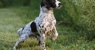 Black And White Working English Springer Spaniel English Springer Spaniel Wet And Alert Usa Photographic Print By Lynn M Stone At Art Com Working Springer Spaniel English Springer Spaniel Springer Spaniel
