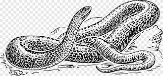 Snake black and white clipart free png image｜illustoon. Snake Drawing Black And White Snake Animals Vertebrate Png Pngegg