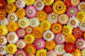 Find suppliers of straw flowers dried for a range of prices and styles. Colourful Mosaic Of Dried Strawflowers Helichrysum Bracteatum Stock Photo Picture And Royalty Free Image Image 63374607
