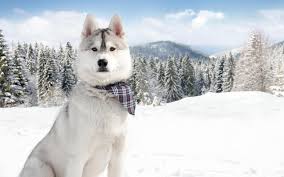 Winter Cute Dog Wallpapers - Wallpaper Cave