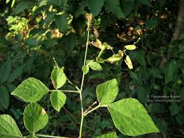 Image result for Pseudarthria