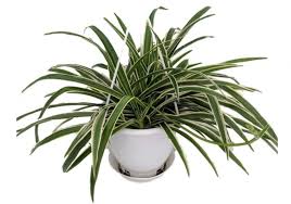 They seem to get into everything! Is Spider Plant Chlorophytum Comosum Toxic To Cats Or Safe Pet Care Advisors