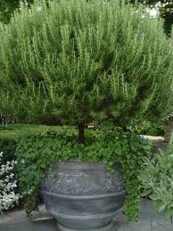 Maybe you would like to learn more about one of these? Pin On Gardening Ideas