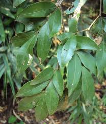 Image result for Cynometra alexandri