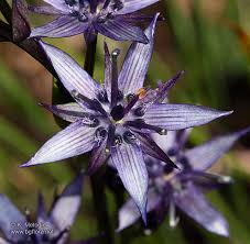 Image result for Swertia