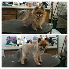 Before And After Pomeranian Teddy Bear Clip So Cute My New Haircut Dog Haircuts Dog Grooming