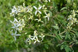Maybe you would like to learn more about one of these? Clematis