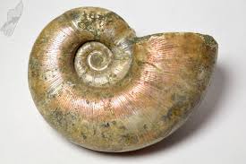 They are excellent index fossils, and it is often possible to link the rock layer in which they are found to specific geologic time periods. Ammonites