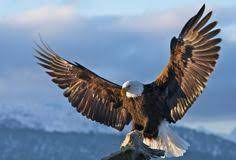 Maybe you would like to learn more about one of these? 14 Ide Burung Rajawali Burung Rajawali Burung Burung Elang