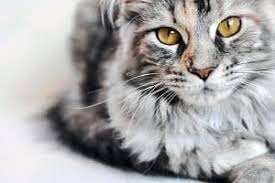 Once you've determined the reason for your cat's weight loss, your veterinarian can work on treating the underlying medical issue and provide you with a healthy diet to help your cat gain weight. What Is A Tabby Maine Coon Cat Complete Guide Faqcats Com