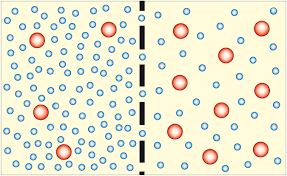 What is osmosis in biology. Osmosis Definition In Chemistry And Biology