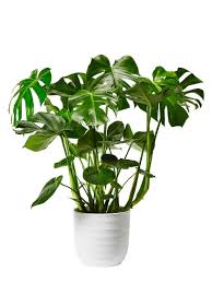 Dot Pop Plants Green Plants Living Room Plants