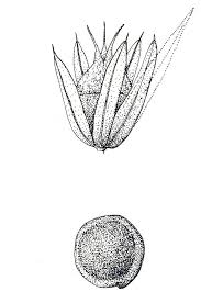 Image result for Amaranthus spinosus