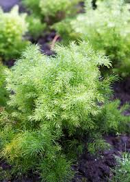 Image result for Asparagus devenishii