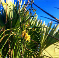 Image result for Acacia pentagona