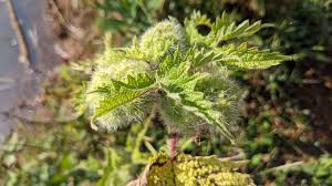 Image result for Girardinia bullosa