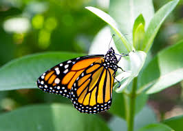 Image result for Monarch Butterfly