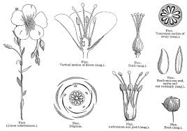 Image result for Linaceae