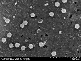 Maybe you would like to learn more about one of these? Scanning Electron Microscopy Images Central Microscopy Research Facility