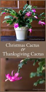 A brazilian cactus , schlumbergera (formerly zygocactus ) truncatus, widely cultivated as. Christmas Cactus Another Holiday Bloomer You Ll Want To Grow Christmas Cactus Plant Christmas Cactus Christmas Cactus Care
