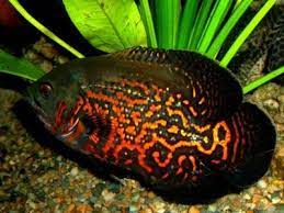 Information About Oscars Home Oscar Fish Tiger Oscar Fish Saltwater Aquarium Fish