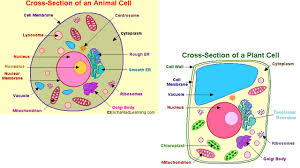 Deductions if…no name on project. Ms Dennis 7th Grade Life Science Cell Model Project Ppt Video Online Download