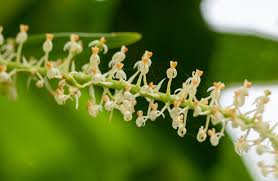 Image result for Liparis bowkeri