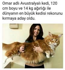 Oznur Adli Kullanicinin Ilginc Bilgiler Panosundaki Pin Komik Komik Alintilar Kedi