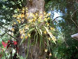 Keep an eye on the plant for any unusual foliage damage or yellowing and apply a regular garden pesticide following the manufacturer's recommendation. Encyclia Tampensis Butterfly Orchid Florida Butterfly Orchid Scarlet Orchid Tampa Butterfly Orchid North Carolina Extension Gardener Plant Toolbox