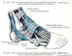 We did not find results for: Muscles And Fascia Of The Foot Prohealthsys