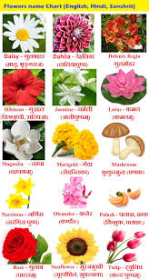 Flowers Name In Hindi Phoolon Ke Naam Sanskrit And