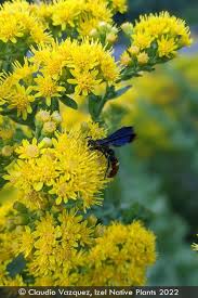 Image result for Cyperus rigidifolius