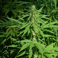 Image result for Cannabaceae