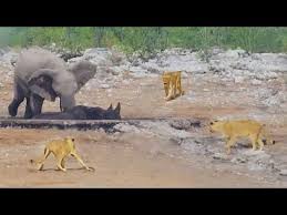 Benoni City Times - Don't miss this | Elephants try to save stuck rhino from hungry lions Watch now: http://tinyurl.com/yc8cbrr4 | Facebook